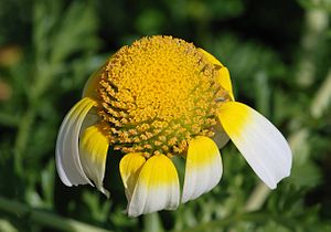 Таджлы хризантеманы (Glebionis coronaria) эки тюрлю гоккалы гюл джоппусу