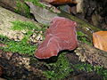 Judasoor (Auricularia auricula-judae)