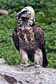 Bearded vulture