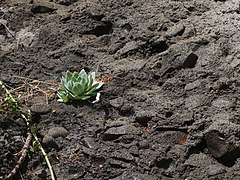 崖の礫層に生えるロゼット。