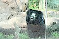 Sloth bear on the Asia Trail