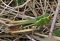 Heidegrashüpfer (Stenobothrus lineatus)[14]