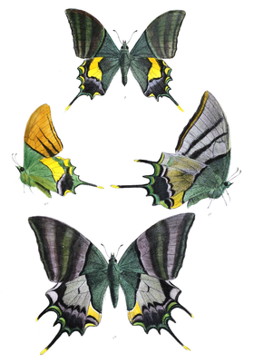 Ilustrações de T. imperialis em livro do início do século XX: macho acima e à esquerda (em vista superior e inferior-lateral); fêmea abaixo e à direita (em vista superior e inferior-lateral); retiradas de Lepidoptera Indica. Volume 5.