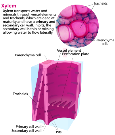 Diagrammatic structure of xylem cells