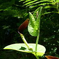 Aristolochia rotunda