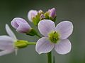 Cuckoo flower