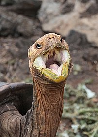 Une tortue de l'espèce Chelonoidis vicina. (définition réelle 2 254 × 3 155)