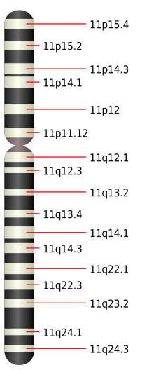 Chromosome 11.svg