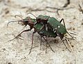 Cicindela campestris