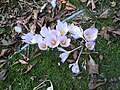 Crocus kotschyanus (H)