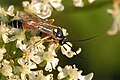 Ctenichneumon panzeri (ヒメバチ亜科)