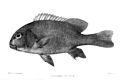 Plectorhinchus obscurus