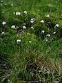 Eriophorum vaginatum