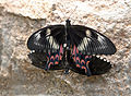 Mating papilio polytes