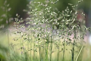 Firuță (Poa pratensis)