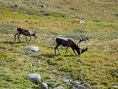 Des rennes dans le parc national d'Abisko