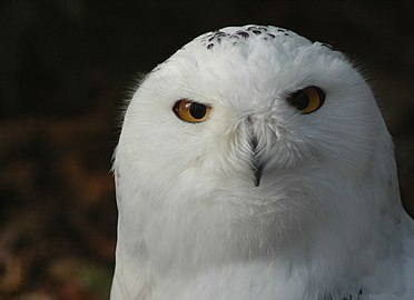 Portret snježne sove