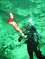 A diver preparing to inflate a delayed surface marker buoy