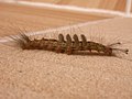 Caterpillar