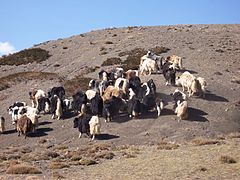 Troupeau de yaks en Mongolie.