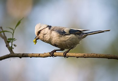 Cyanistes cyanus