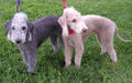 Bedlington terrier