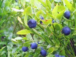 Bikbäie (Vaccinium myrtillus)