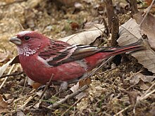 Carpodacus roseus.jpg