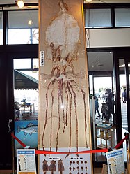 Dried giant squid originally measuring 3 m in length