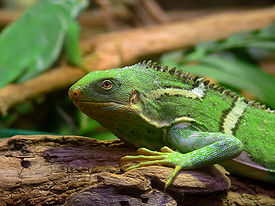 Самка Brachylophus vitiensis