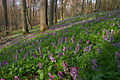 NSG Hangelstein im Frühling