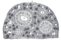 Transverse section of pyramidal substance of kidney of an adult pig, the bloodvessels of which are injected.