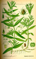 Dessin de Gratiola officinalis.