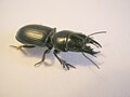 Scarites sp. (Coleoptera, Carabidae)