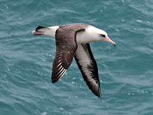 Laysanalbatross Foto: DickDaniels