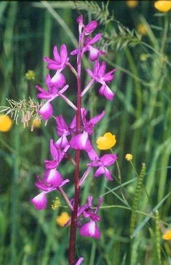 Orchis laxiflora