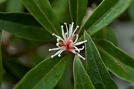 Sarcococca hookeriana var. digyna