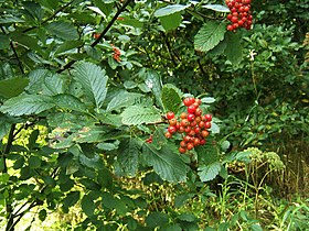 Sorbus mougeotii