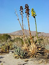 ...En cambio en Agave la inflorescencia es determinada.