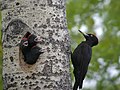 Picot negre (Dryocopus martius)