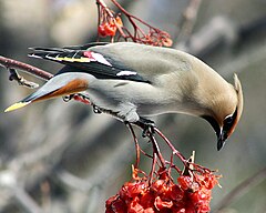 Zīdaste (Bombycilla garrulus)