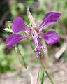 Clarkia rhomboidea