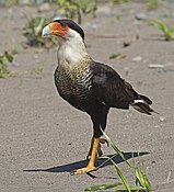 Noordelyke kamcaracara (Caracara cheriway)