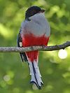 Kvasthaletrogon