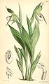 Cypripedium candidum