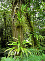 Image 20Rich rainforest habitat in Dominica (from Habitat)