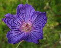 Geranium incanum