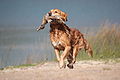 Image 16A gun dog retrieving a duck during a hunt (from Animal)