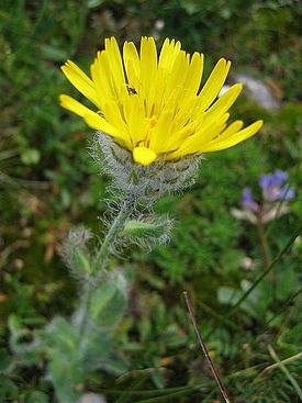 Hieracium villosum