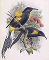 Prachtmoho aus Walter Rothschild: The Avifauna of Laysan, 1893–1900